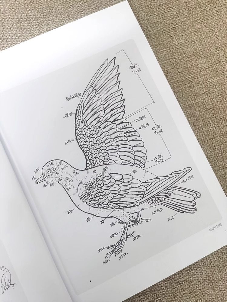 中国画实用技法 禽鸟线描写生工笔花鸟画禽鸟线描白描写生附教学视频200例临摹画稿30种禽鸟手绘分解描摹稿国画初学者基础入门教材