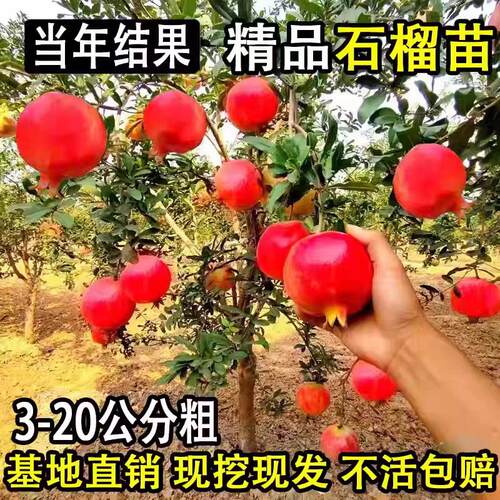 石榴树树苗突尼斯软籽石榴苗地栽庭院果树特大带土无籽甜石榴树苗 - 图0