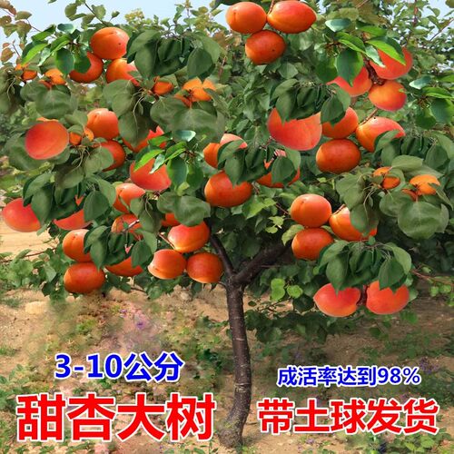 嫁接杏树苗南北方地栽种植特大杏嫁接杏子果树苗盆栽树苗当年结果 - 图0
