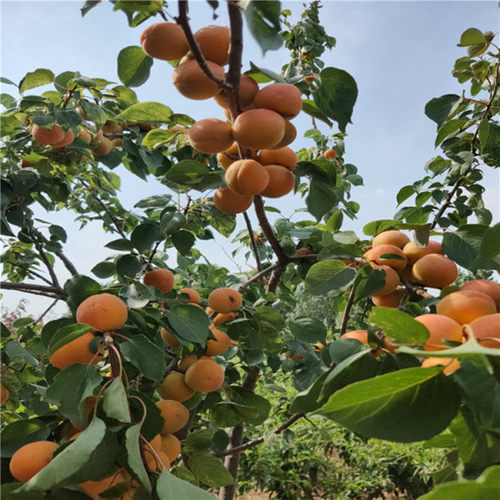 嫁接杏树苗南北方地栽种植特大杏嫁接杏子果树苗盆栽树苗当年结果 - 图2