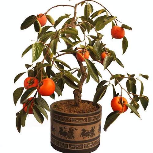 柿子树果苗庭院果树特大脆甜带土南方北方种植盆栽地栽黑柿子苗树 - 图3