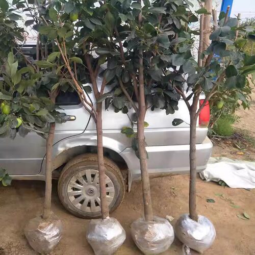 柿子树果苗庭院果树特大脆甜带土南方北方种植盆栽地栽黑柿子苗树 - 图1