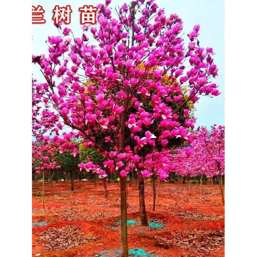 玉兰花树苗带花苞紫玉兰矮化盆栽南北方种植庭院四季花卉耐寒植物 - 图2