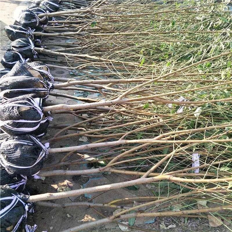 特大桃树果苗带土嫁接水蜜桃冬桃黄油桃盆栽地栽南北方种耐寒果树,淘宝优惠券,粉丝福利购,淘宝优惠卷