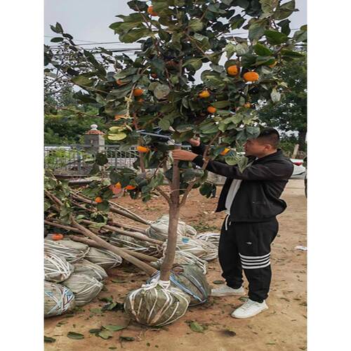柿子树果苗庭院果树特大脆甜带土南方北方种植盆栽地栽黑柿子苗树 - 图0