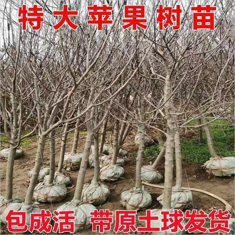 苹果树果苗嫁接矮化红富士冰糖心小鸡心果南北方盆栽庭院种植果树 - 图1