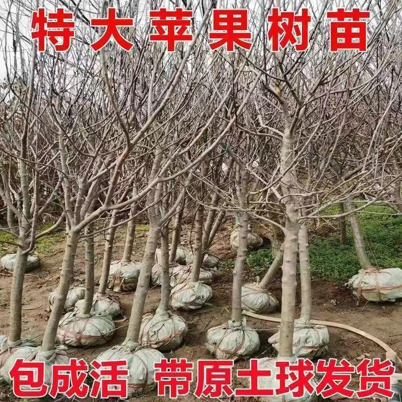 大苹果树 鸡心果树  嫁接特大苹果树 南北方庭院 街道 带原土球发 - 图0