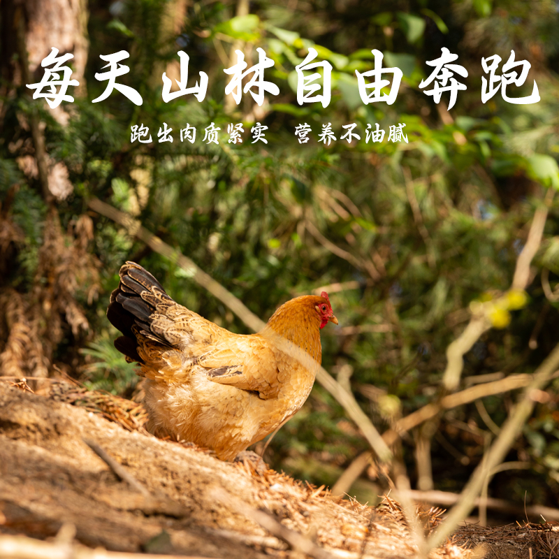 土爷驾到正宗老母鸡土鸡土鸡蛋皖南农家散养五谷走地鸡月子鸡新鲜