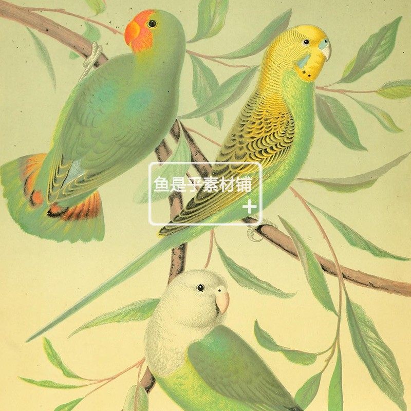 英国复古飞禽鸟类动物鹦鹉金丝雀写生装饰参考临摹插画素材图片,淘宝优惠券,粉丝福利购,淘宝优惠卷