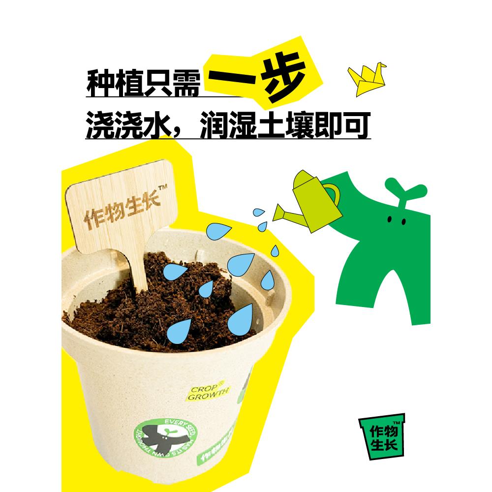 作物生长勿忘我盆栽种植套装迷你绿植花卉创意礼品懒人植物礼物 - 图2