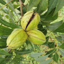 2023 New Stock Bibingen Fruits Thin Crust American Pecorino Longevity Fruit Raw Fruity Fruity with no added body idle snacks