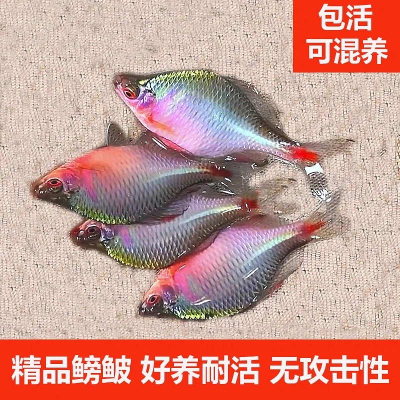 七彩鳑鲏鱼淡水好养易活观赏鱼除藻冷水鱼活体小型热带原生群游鱼 - 图1