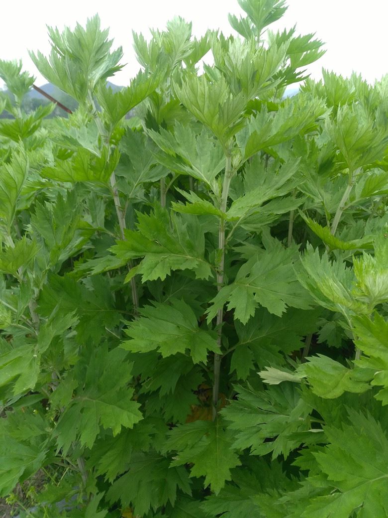 野生端午时节干蕲艾叶草带叶带杆茎泡脚泡澡去湿月子艾草足浴艾粉 - 图0