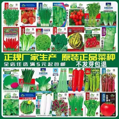 蔬菜种子四季播春季易种盆栽庭院阳台土壤种菜番茄甜瓜黄瓜籽大全 - 图0