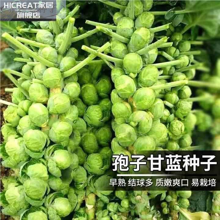 100种开春季春蔬菜子茄套餐丝瓜黄瓜辣椒HICREAT豆角蔬玉种米子农,淘宝优惠券,粉丝福利购,淘宝优惠卷