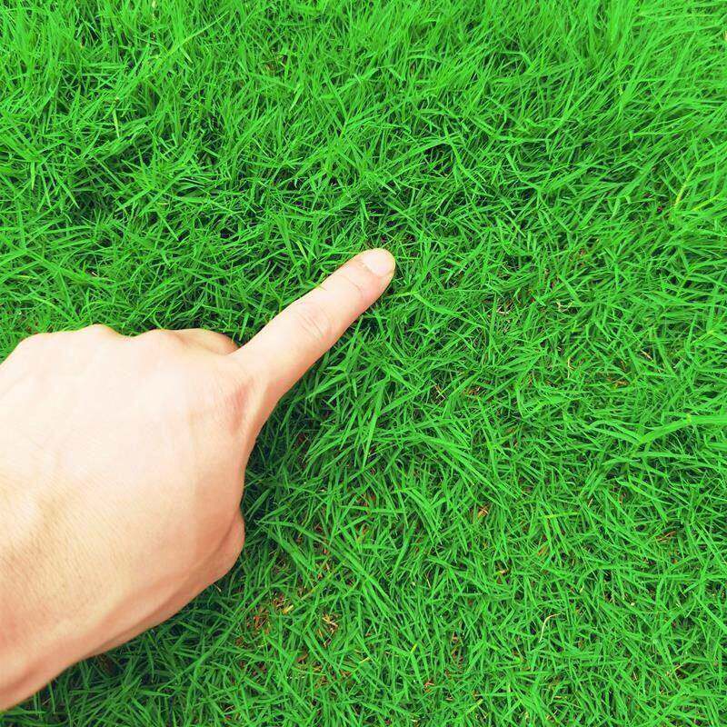 Lawn grass seeds, all-season evergreen bermudagrass, Manila courtyard soil, green carpet, turf seeds, slope protection grass seeds
