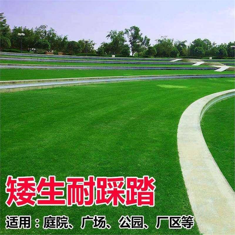 Lawn grass seeds, all-season evergreen bermudagrass, Manila courtyard soil, green carpet, turf seeds, slope protection grass seeds