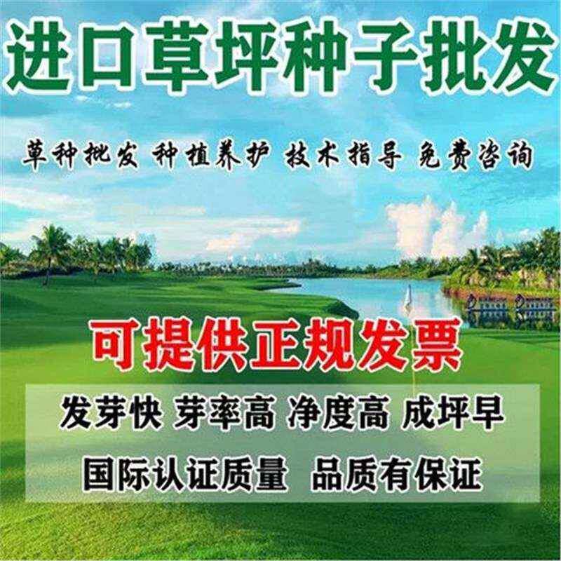 Lawn grass seeds, all-season evergreen bermudagrass, Manila courtyard soil, green carpet, turf seeds, slope protection grass seeds