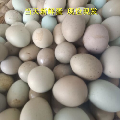 宠物鸡种蛋网红鸡受精蛋可孵化迷你蛋鹌鹑受精卵德系礼服瓦灰纯白 - 图3