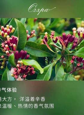 Ozspa丁香花苞精油马达加斯加天然植物蒸馏萃取无添加芳疗调香