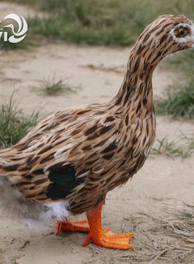 仿真羽毛鸭子绿头鸭秋沙鸭摆件橱窗装饰摄影道具教学工艺动物模型