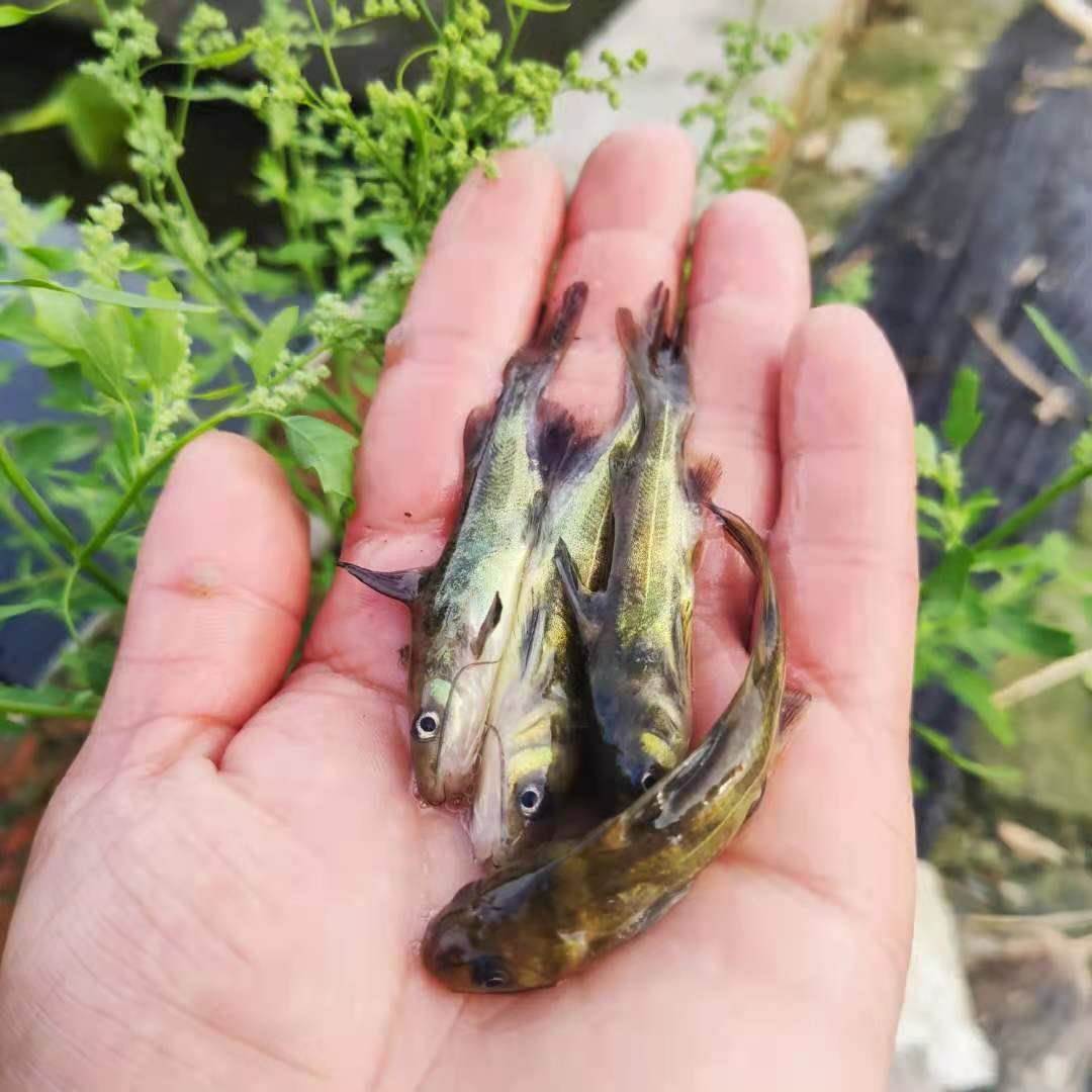 黄骨鱼水花鱼苗全雄杂交黄颡鱼水花黄辣丁水花苗昂刺鱼水花包活-图0