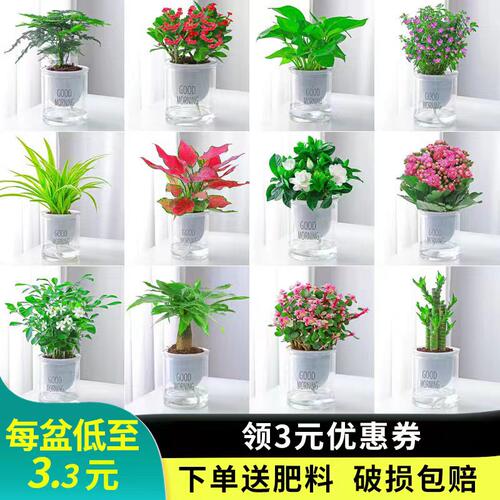 绿萝水培绿植物盆栽室内发财树富贵竹文绿箩薄荷多肉花卉四季好养 - 图2