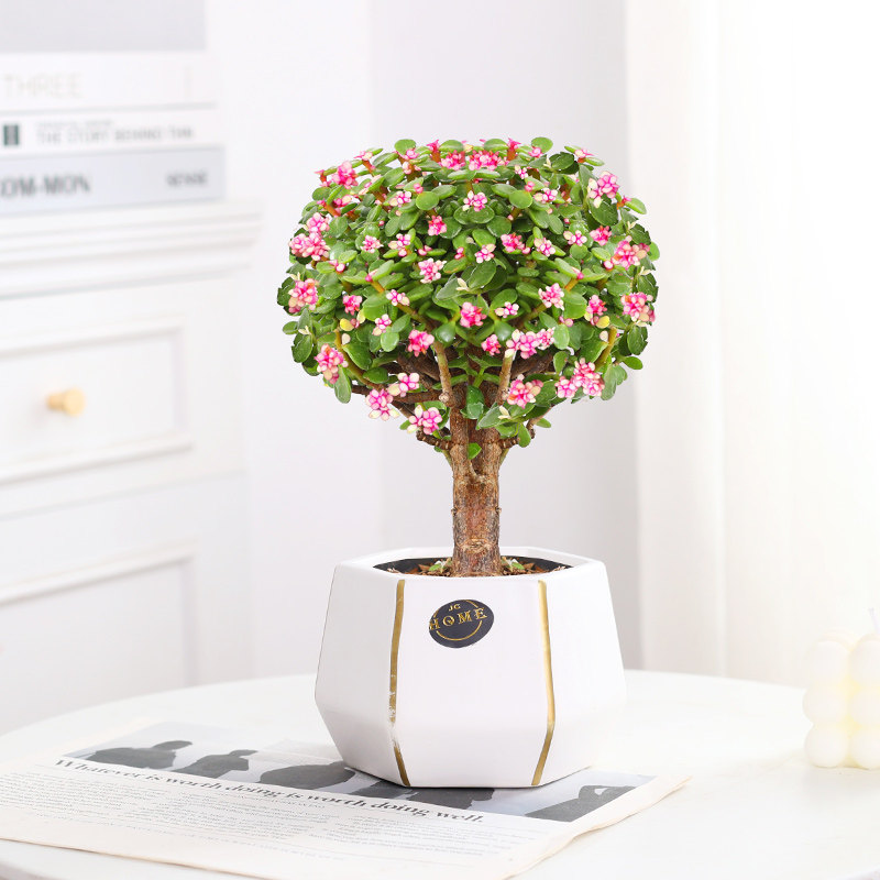 金枝玉叶盆栽老桩多肉水培植物室内花办公室绿植好养净化空气,淘宝优惠券,粉丝福利购,淘宝优惠卷