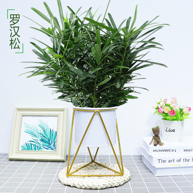 罗汉松花卉盆栽绿植米叶造型盆景室内办公水培好养四季常青耐寒旱,淘宝优惠券,粉丝福利购,淘宝优惠卷
