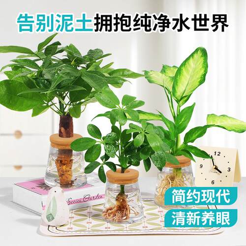 水培植物办公室内桌面花卉绿植盆栽绿萝金钻发财树文竹四季好养活 - 图1