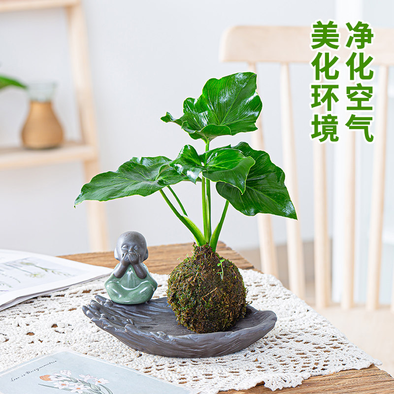 苔藓球小盆栽水培植物茶几桌面盆景迷你小盆栽办公室内文竹菖蒲,淘宝优惠券,粉丝福利购,淘宝优惠卷