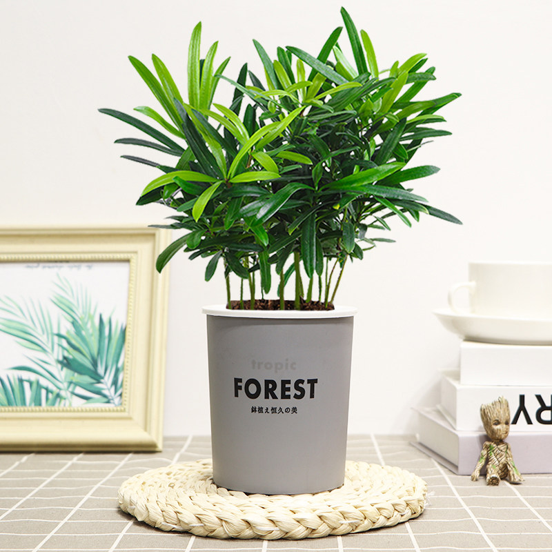 罗汉松花卉盆栽绿植米叶造型盆景室内办公水培好养四季常青耐寒旱,淘宝优惠券,粉丝福利购,淘宝优惠卷