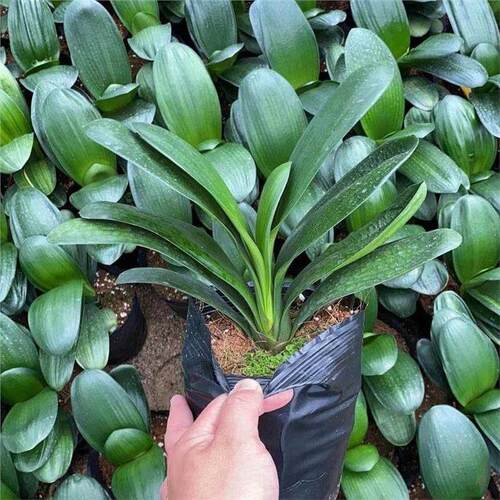 君子兰盆栽四季老苗花卉植物室内庭院水培绿植好养圆头和尚大小苗 - 图1