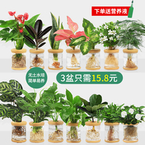 Water cultivation Potted plants Green Laura Gardenia Flower Office Inner flower Small green plant Four Seasons Good for raising more meat and water to raise potted plants
