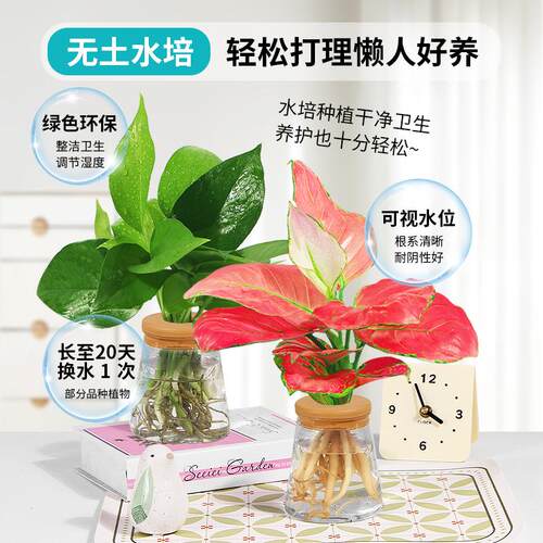 水培植物办公室内桌面花卉绿植盆栽绿萝金钻发财树文竹四季好养活 - 图2