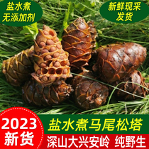 Matsuta water cooking with pine nuts 2023 New goods Northeastern special production Daxing Anling Ma Mei Songtabeyama Akio Matsuzita Shuta