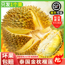 Thai gold pillow durian fresh fruit when season full box dry bab with durian meat 10 kilos whole Shunfeng