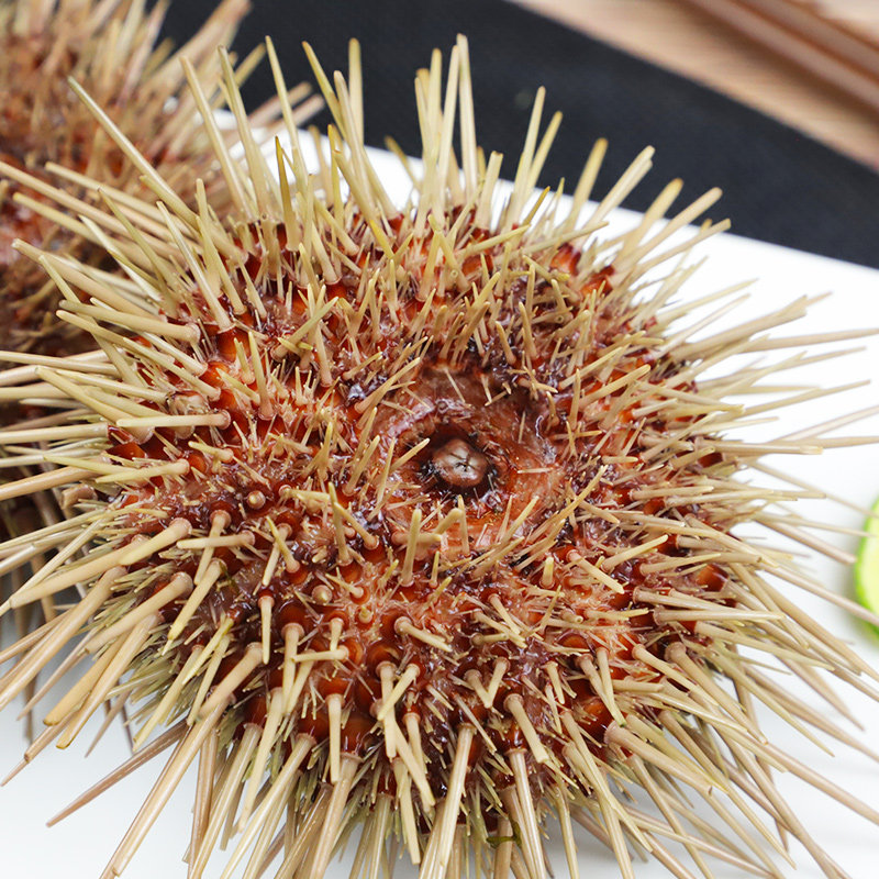 大连黄海胆小平岛鲜活500g即食食材料海胆刺身新鲜生鲜海鲜活鲜,淘宝优惠券,粉丝福利购,淘宝优惠卷