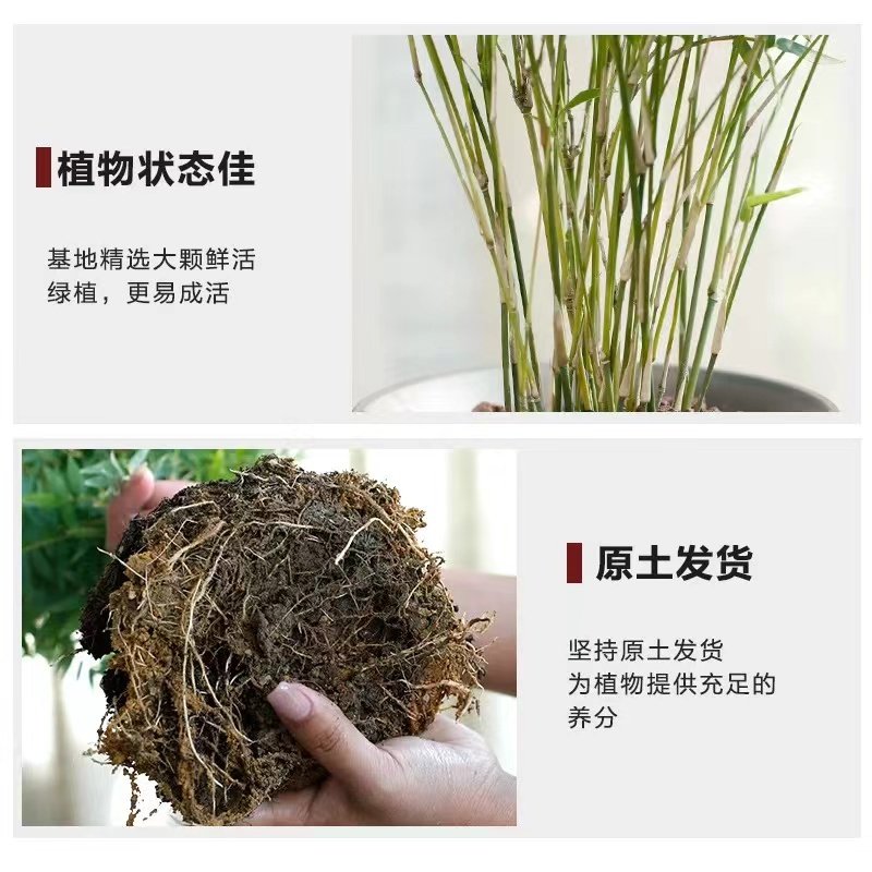米竹盆栽丛生凤尾竹庭院植物阳台水培绿植观音竹好养盆景青竹子苗,淘宝优惠券,粉丝福利购,淘宝优惠卷