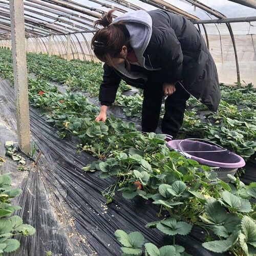 奶油草莓苗果树苗南方北方盆栽地栽四季结果食用草莓秧特大草莓苗 - 图2