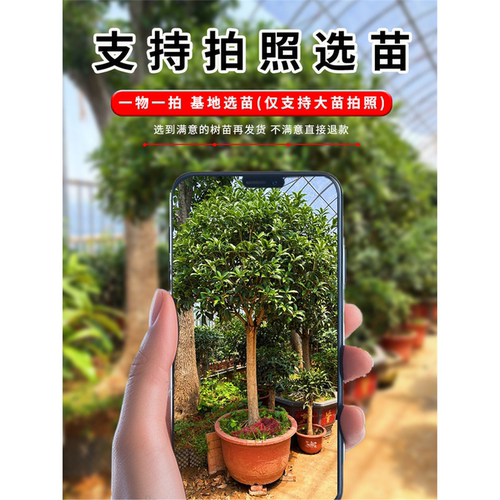 桂花树苗盆栽丹桂四季桂天香嫁接八月金桂庭院室内阳台日香桂开花 - 图0