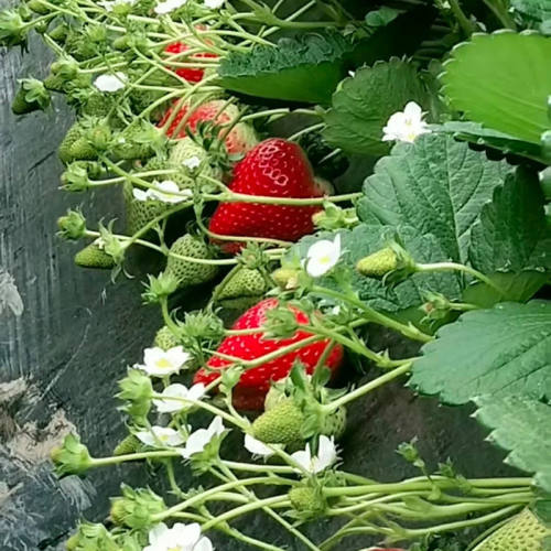 四季草莓苗盆栽特大食用奶油章姬丹东99草莓苗当年结果南北方种植 - 图1