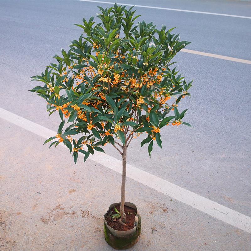 地栽桂花大型四季树苗八月浓香原生实生桂花金桂丹高杆卉天香台阁-图2