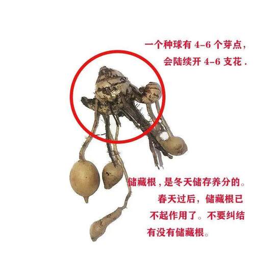 【150天超长花期】泰国姜荷花郁金香种球多年生庭院花卉盆栽易活 - 图2