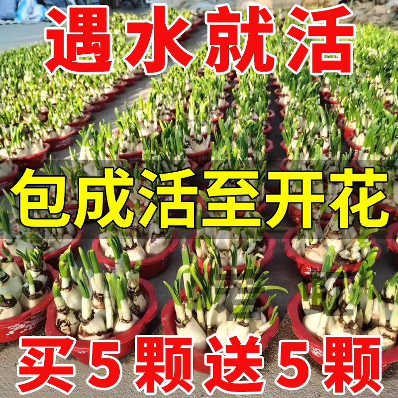 水仙花种球特大漳州重瓣水仙花水培盆栽春节开郁金香室内植物花卉,淘宝优惠券,粉丝福利购,淘宝优惠卷