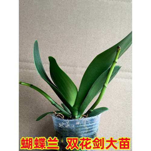 双花剑蝴蝶兰盆栽兰花大苗带花剑带花苞室内花好养易成活 - 图0