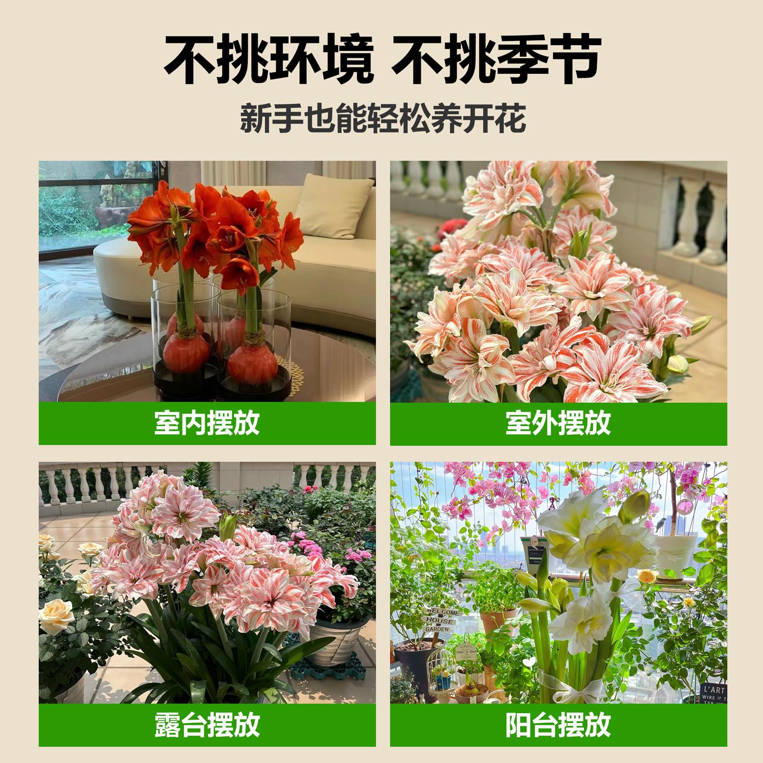 现货 巨无霸系列 大球 荷兰进口朱顶红种球带花苞花剑重瓣易种活 - 图3