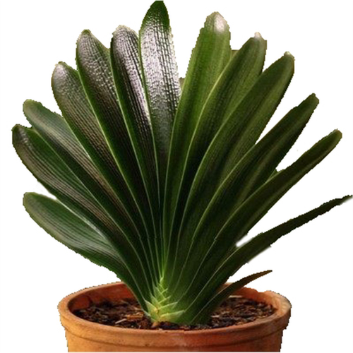 圆头和尚君子兰盆栽带花苞老苗大小苗四季花卉植物室内花绿植好养 - 图3