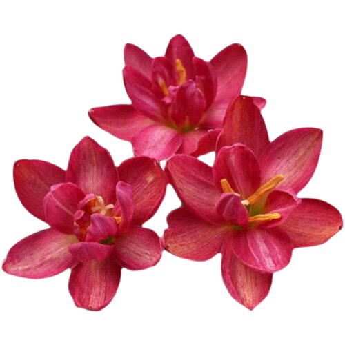 重瓣风雨兰种球韭菜兰水仙花葱兰绿化庭院阳台盆栽花卉耐寒四季开 - 图3