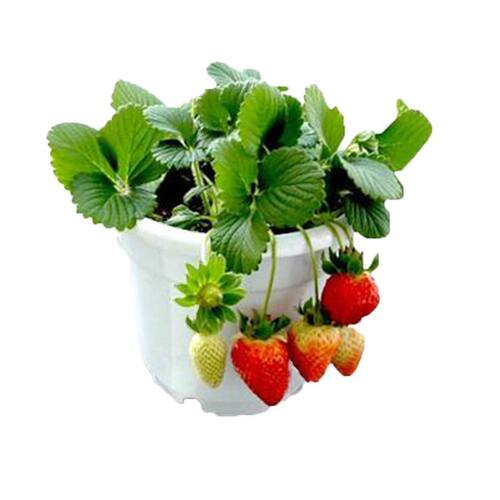 四季草莓苗盆栽特大食用奶油章姬丹东99草莓苗当年结果南北方种植 - 图3